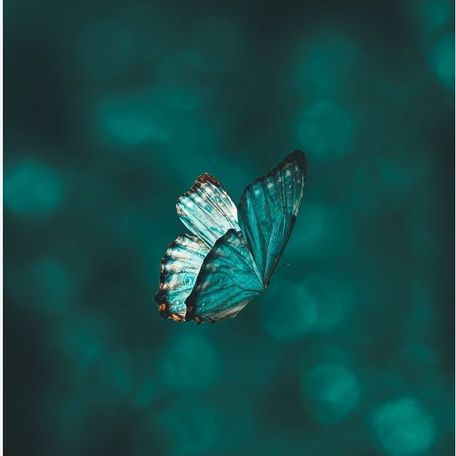 فائزه جلمبادانی