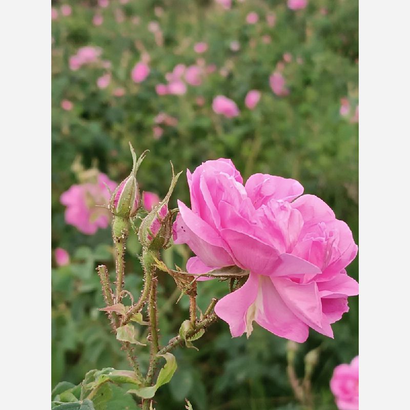 محسنی