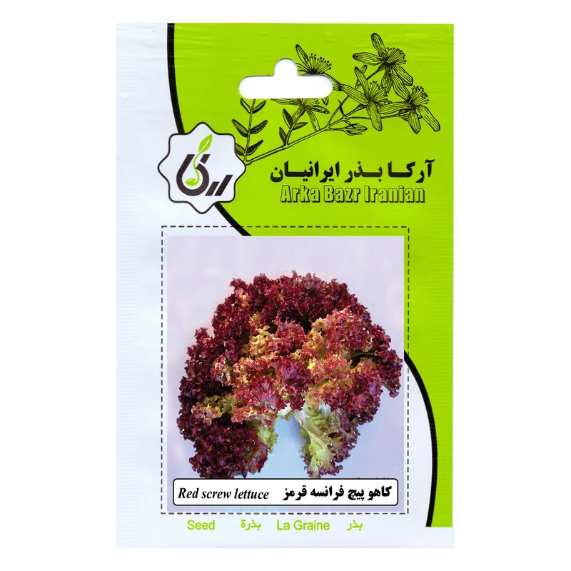 کاهو پیچ چینی ارکا بذر ایرانیان