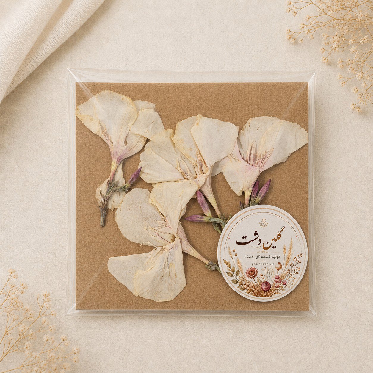 گل اولندر (خرزهره) برجسته خشک طبیعی - طیف سفید شیری (4 عددی)