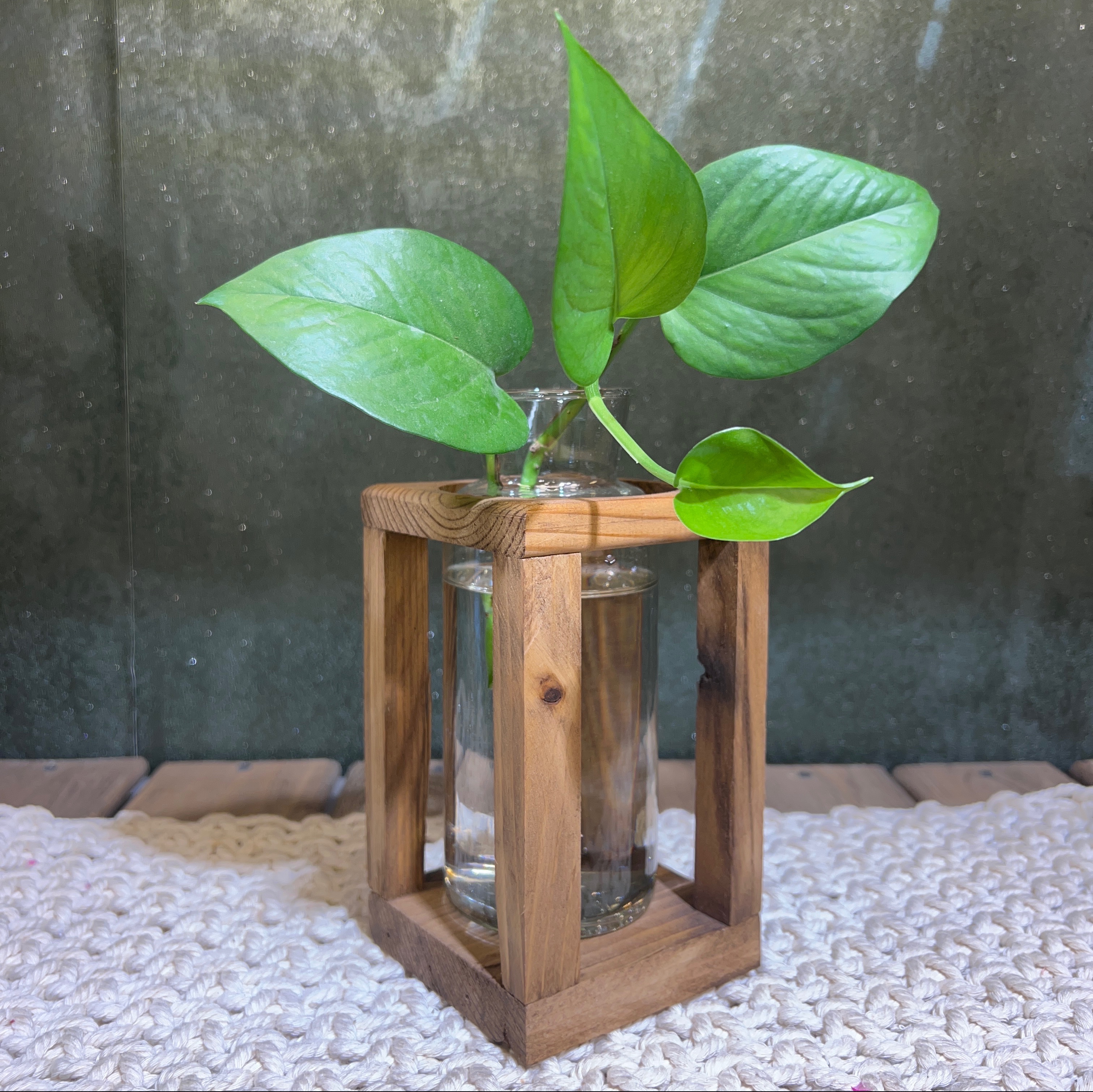 گلدان رومیزی چوبی پتوس / شیشه و چوب طبیعی Rezwood