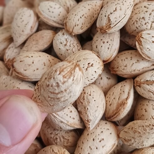 بادام کاغذی آذر مراغه 