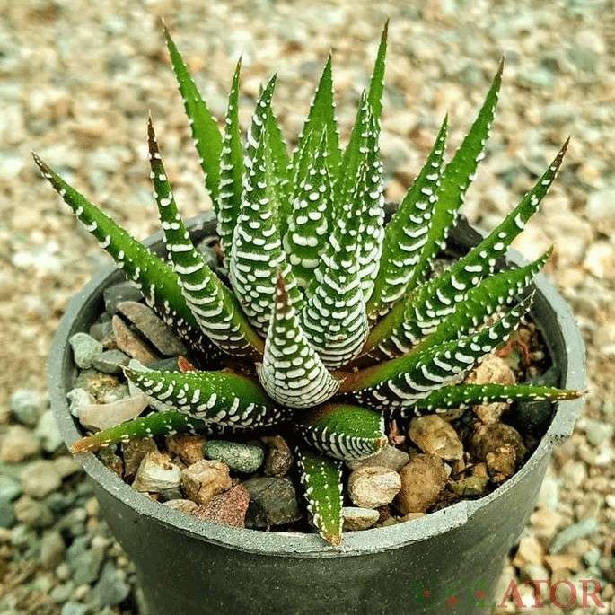 گل هاورتیا گورخری Zebra Plant 