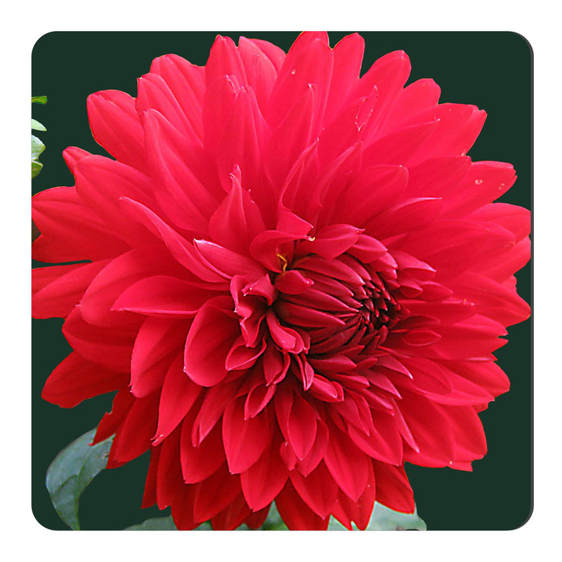 مگنت طرح گل کوکب کد NIM2283