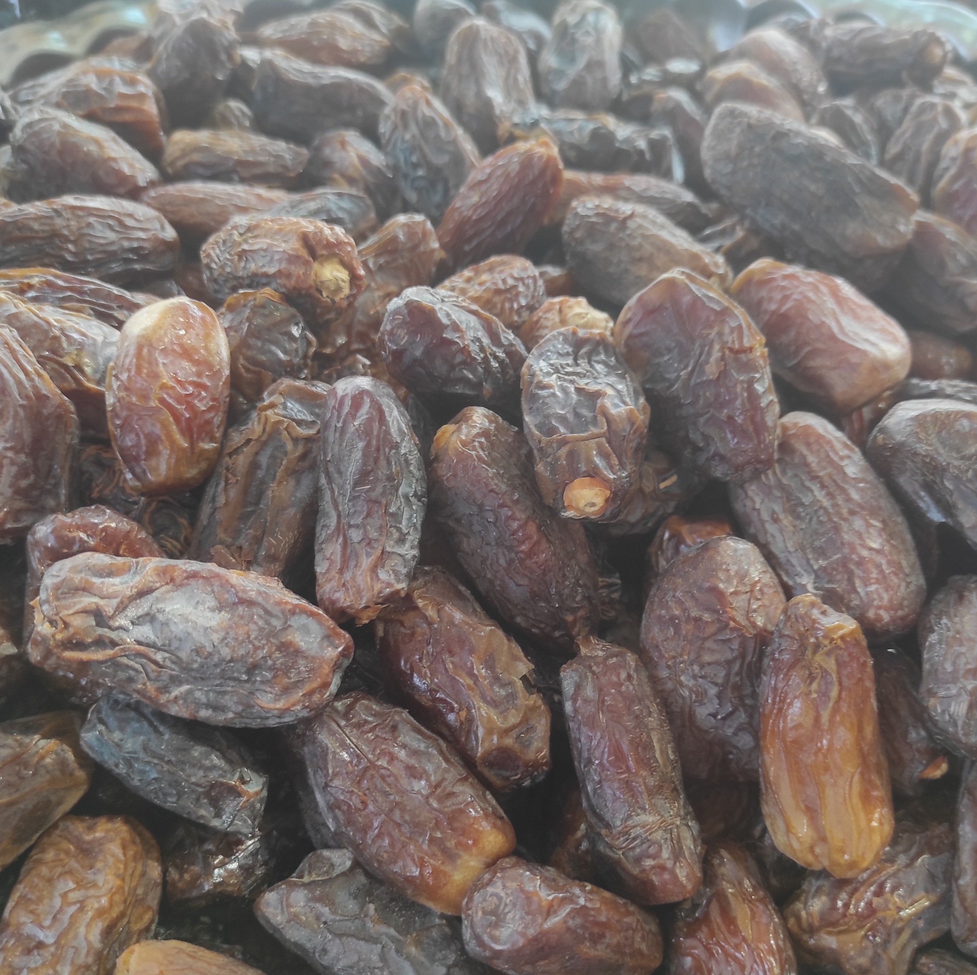 خرمای ربی