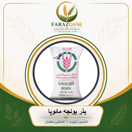 بذر یونجه مائوپا آمریکایی