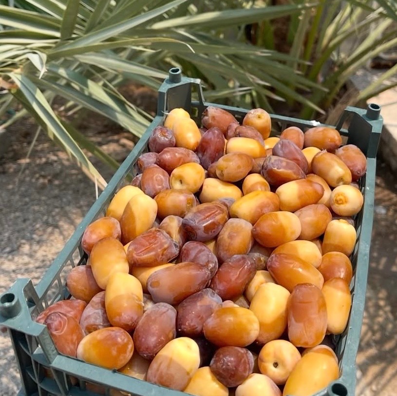 رطب کبکاب عسلی