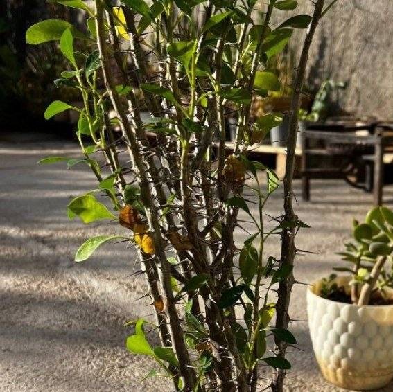 گیاهی ستون فقرات شیطان 