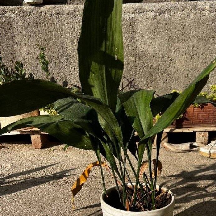 گل برگ عبایی 