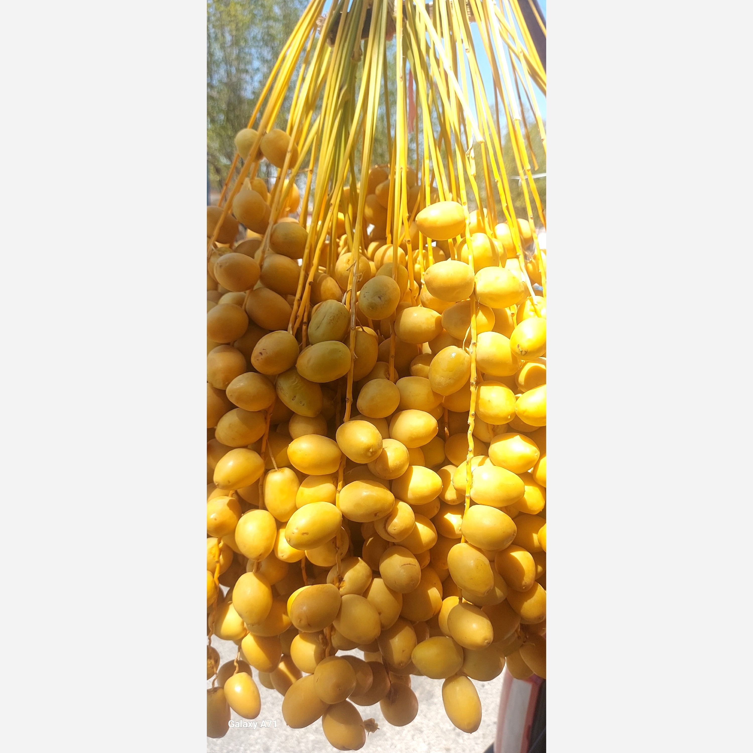 خرما خارک برحی ابادان