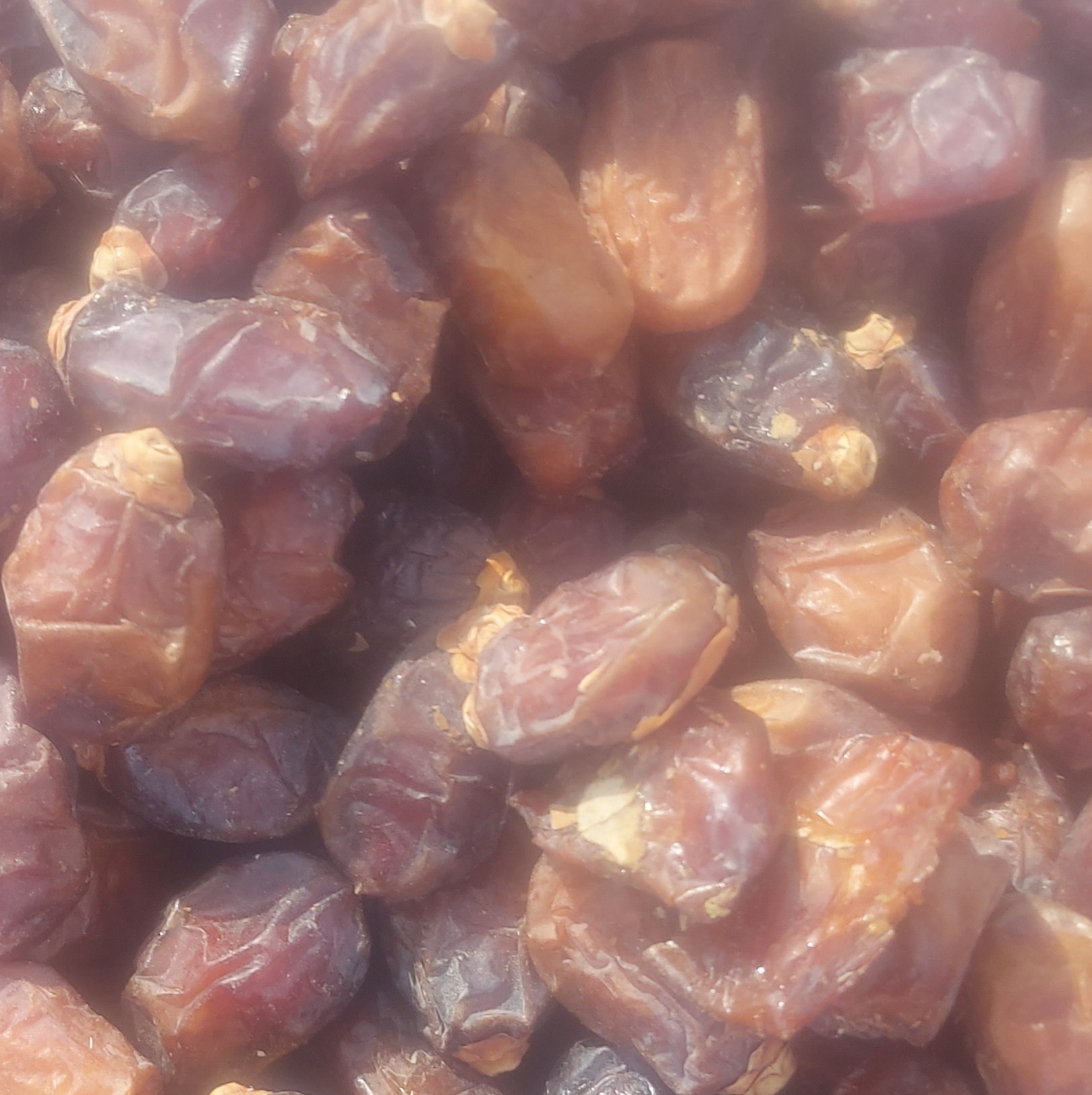 خرمای ربی
