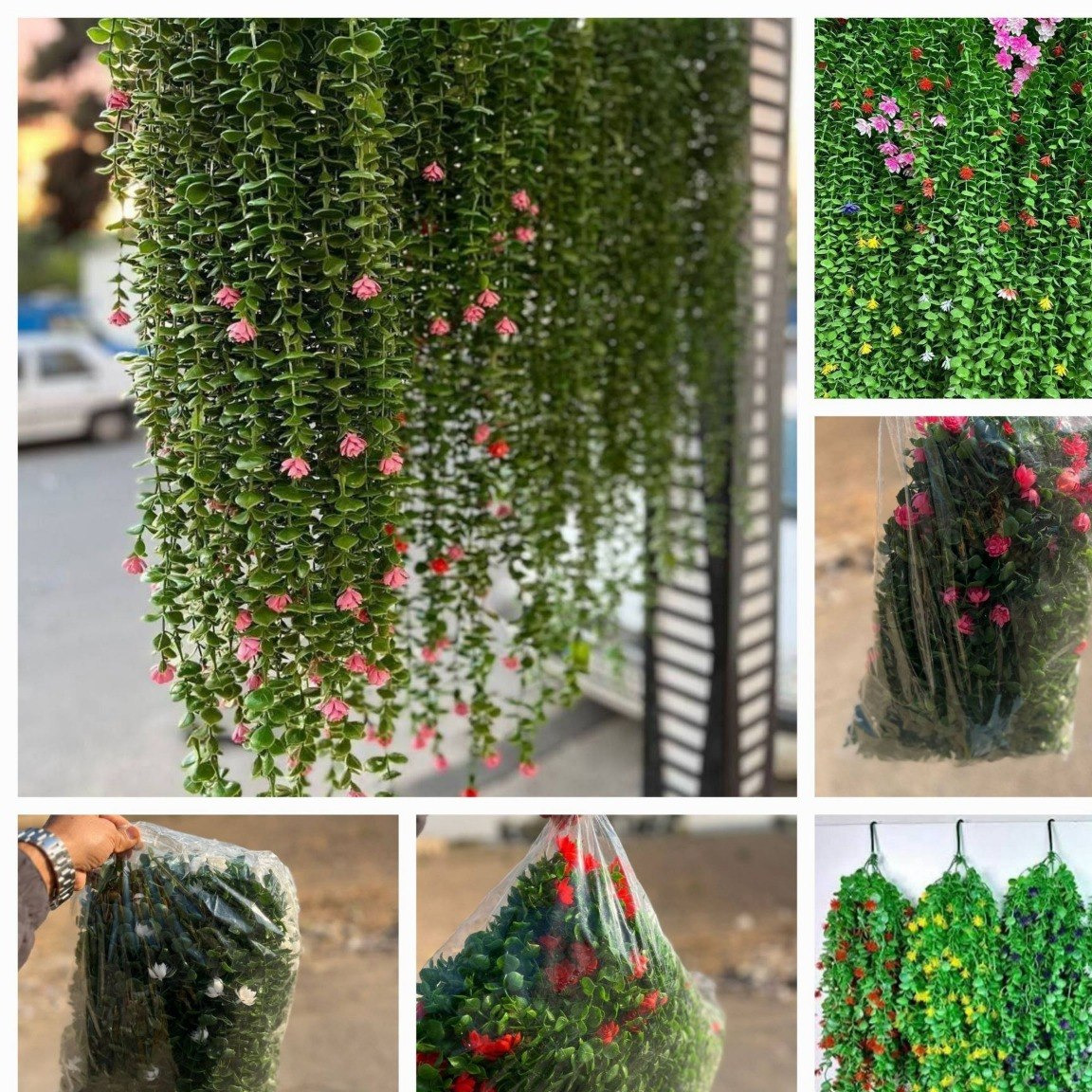 شمشاد شکوفه دار رنگی
