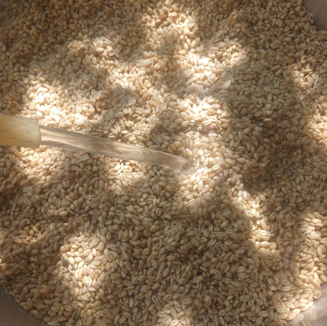 بلغور گندم