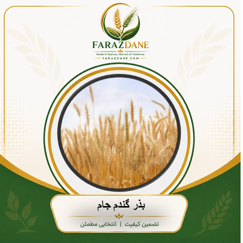 بذر گندم جام
