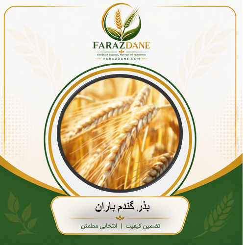 بذر گندم باران
