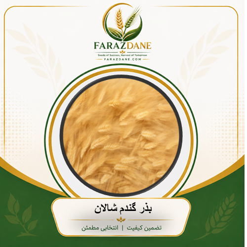 بذر گندم شالان