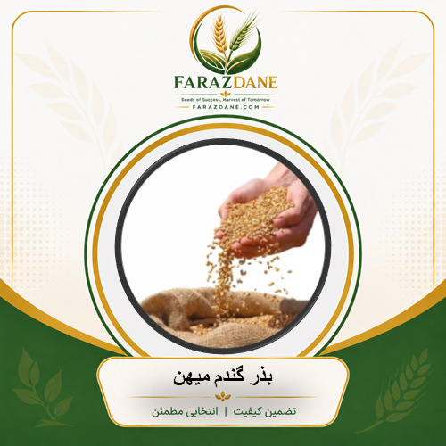 بذر گندم میهن