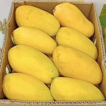 نهال انبه پدر قلم پیوندی دوساله
