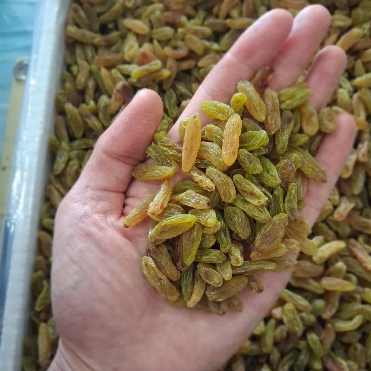 کشمش سبز امسالی درجه یک