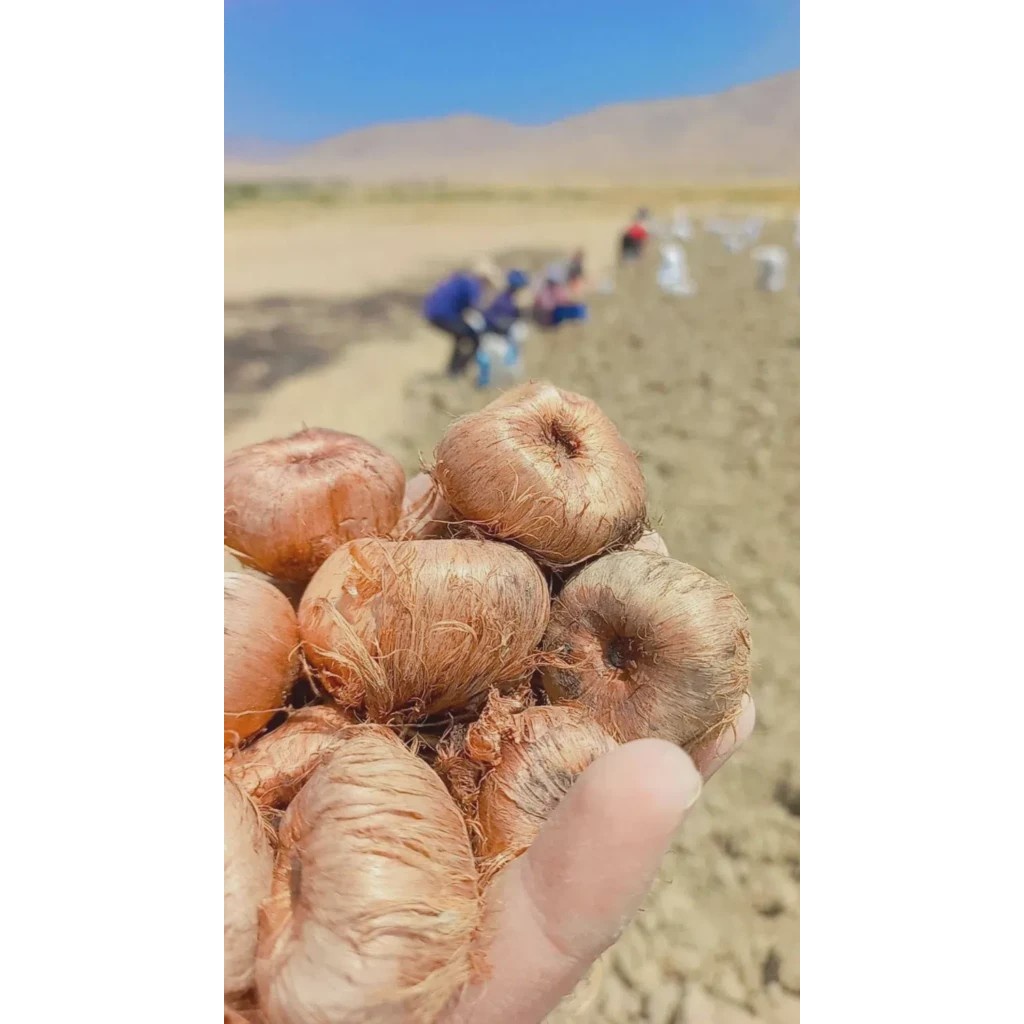 پیاز زعفران مخصوص کشت مزرعه
