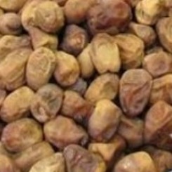 خرمای برحی