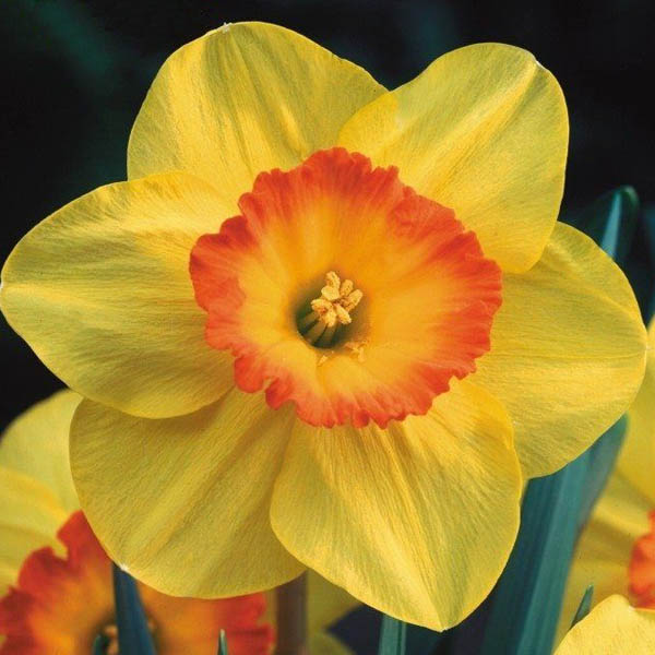 پیاز گل نرگس هلندی رقم narcissus delibes