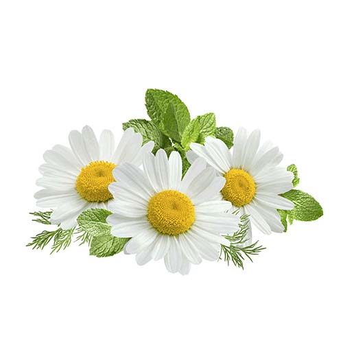 گیاه بابونه