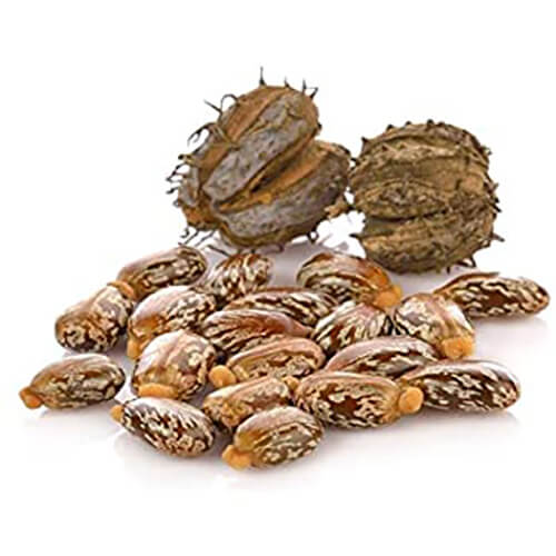 دانه کرچک