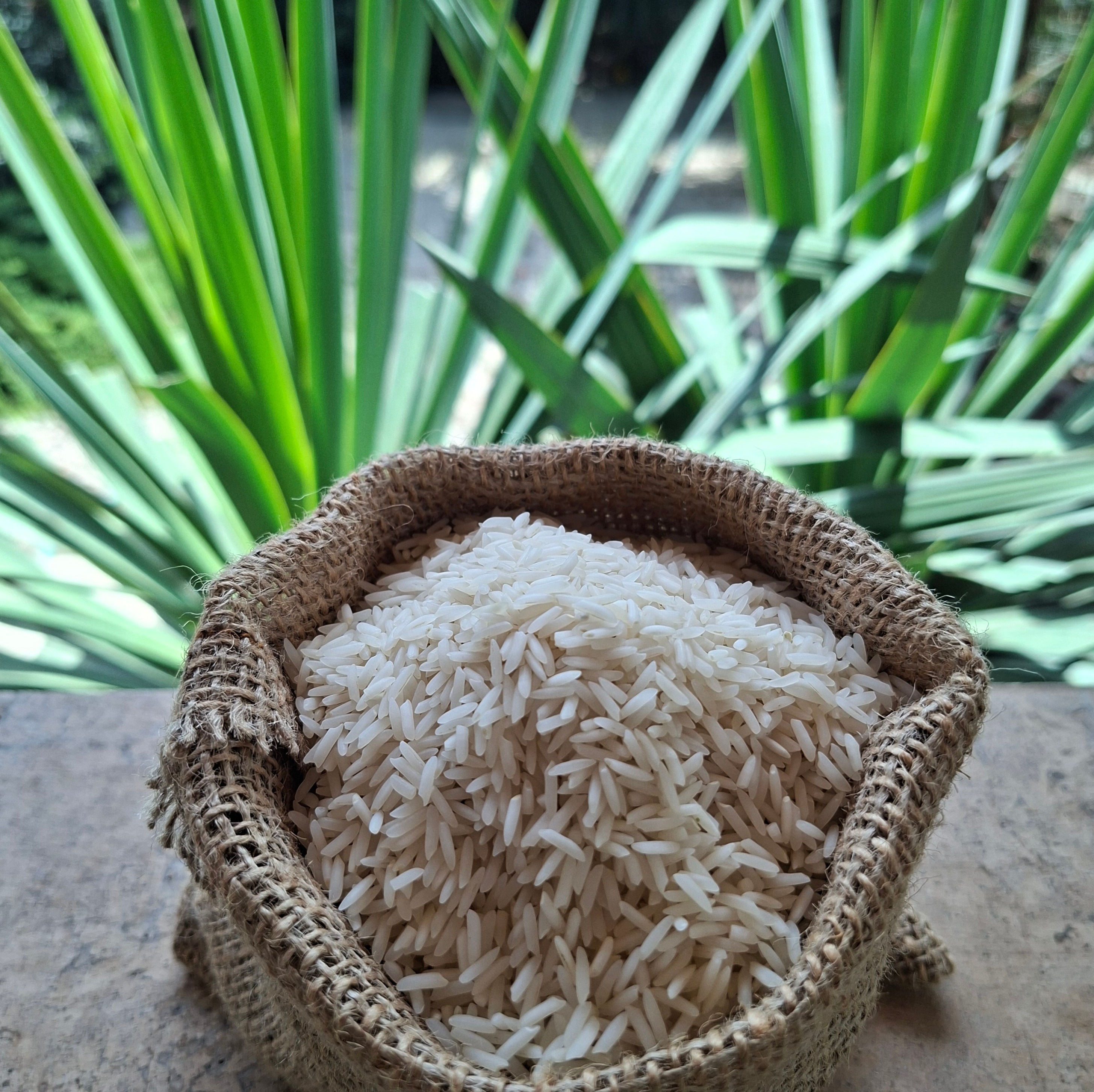 برنج شیرودی درجه یک شمال