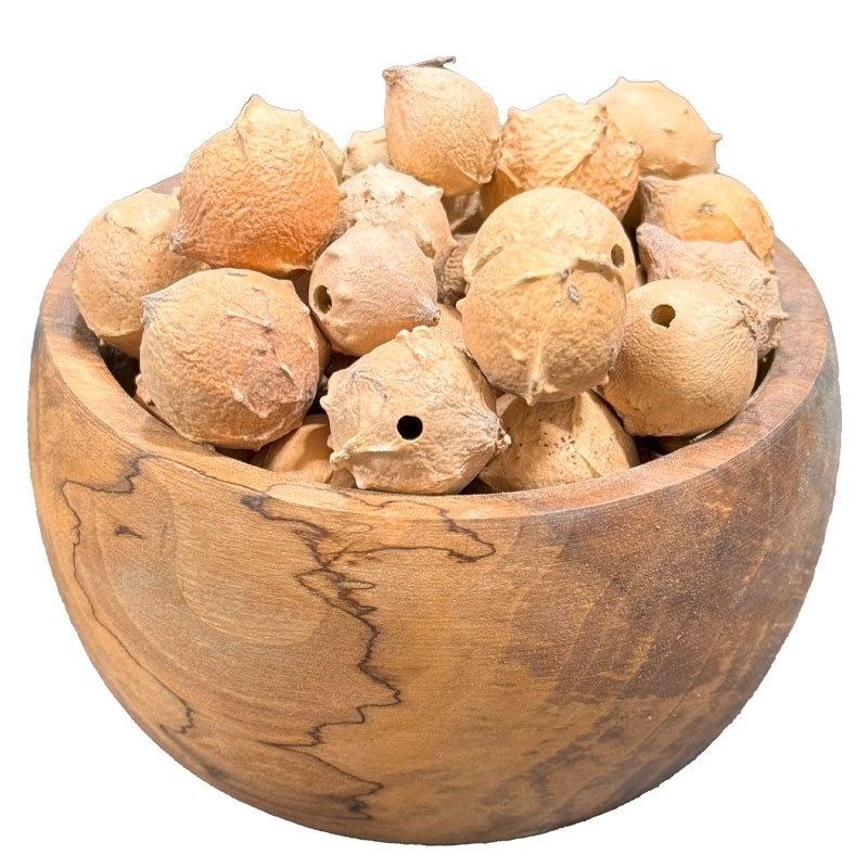 گیاه مازو