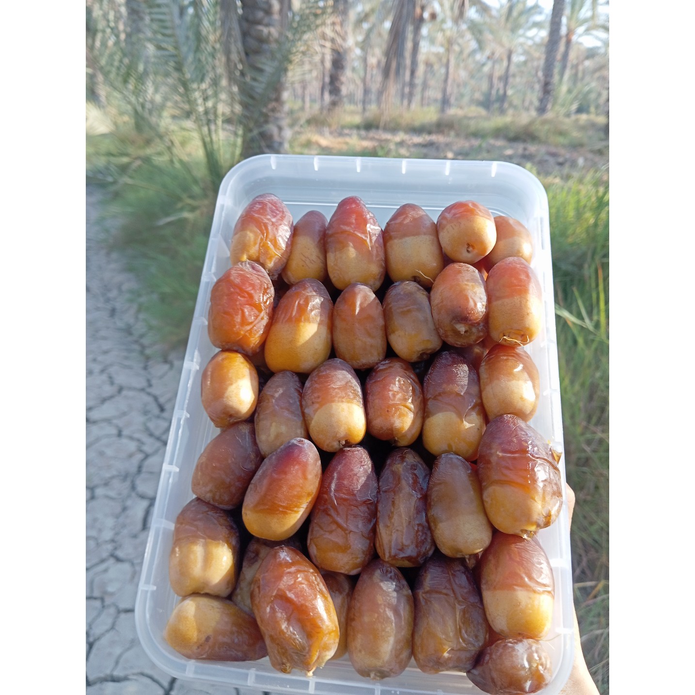 رطب عسلی کبکاب با قیمت استثنایی،تازه چین ارسال از طریق چاپار ماشین یخچالی