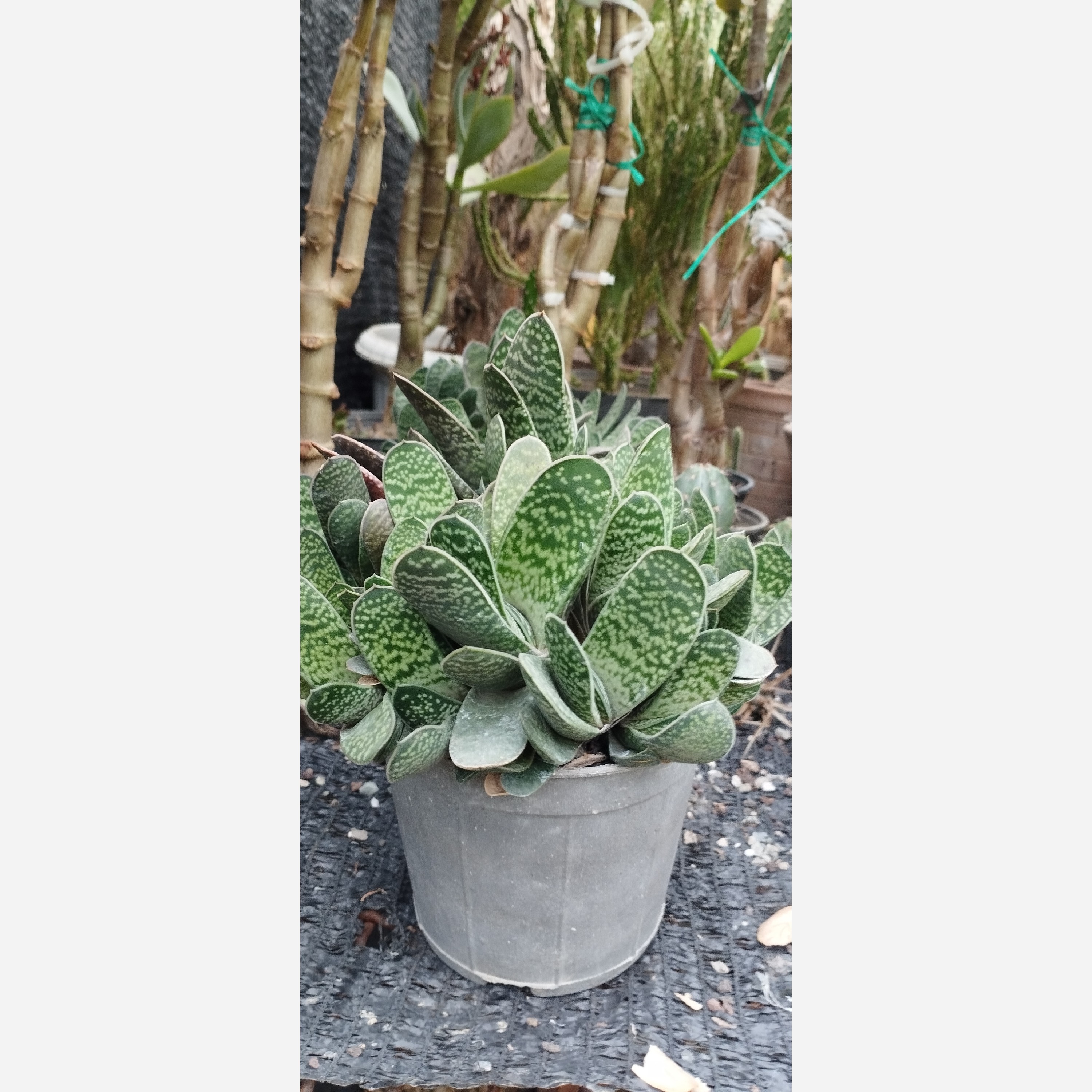 گیاه ساکولنت 