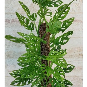مانسترا آدانسونی