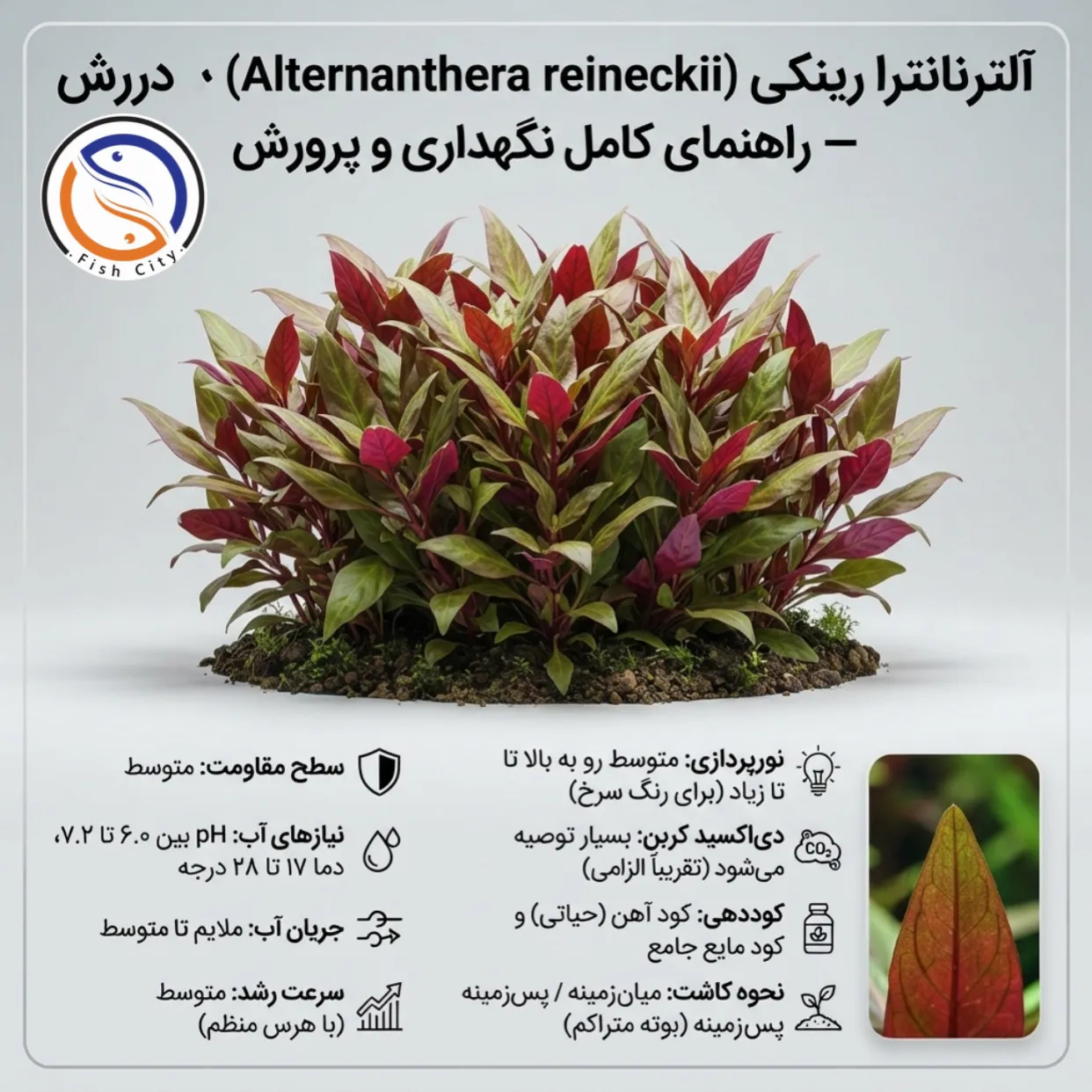 گیاه الترناترا چند رنگ