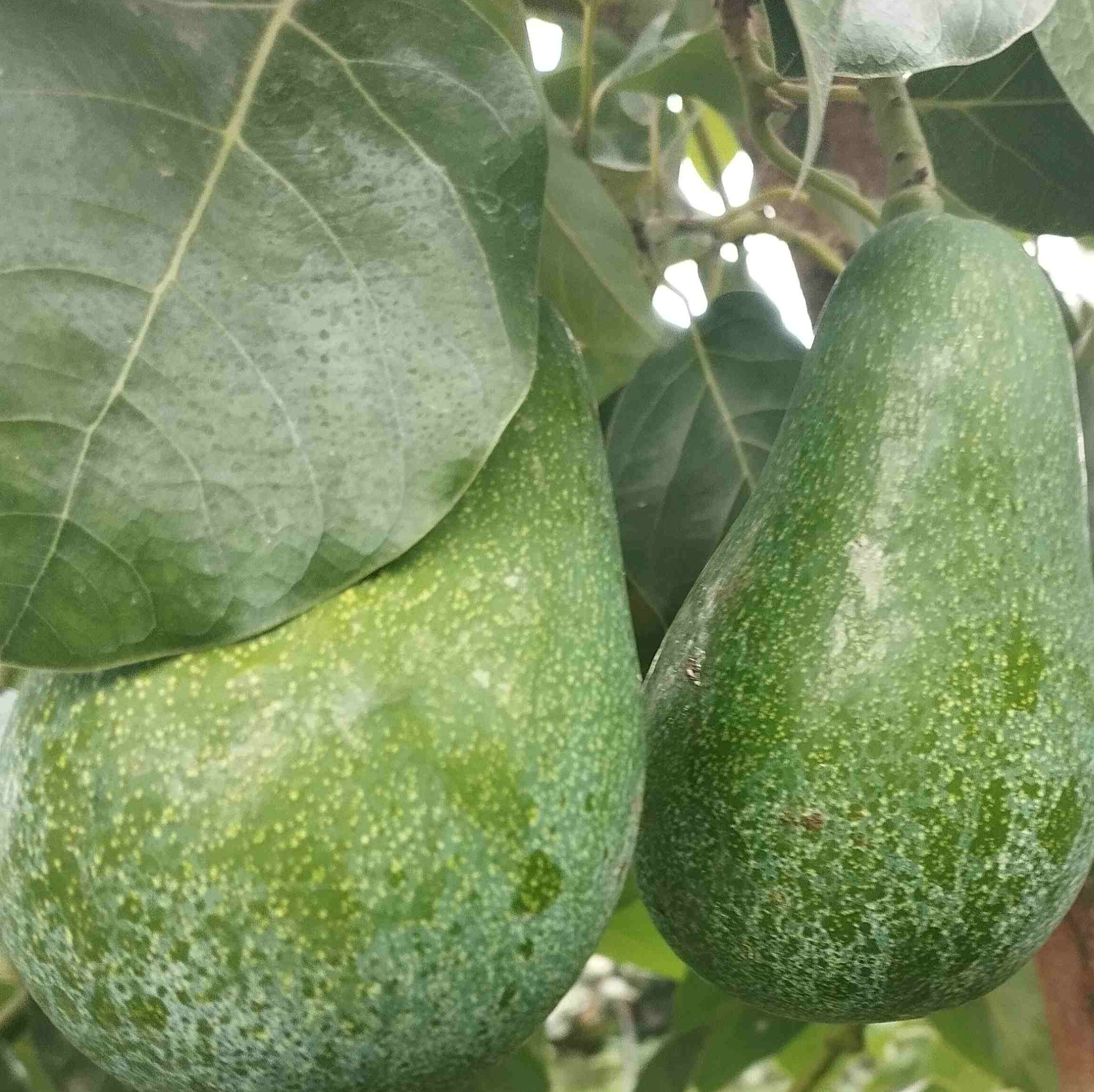 آووکادو تازه شمال