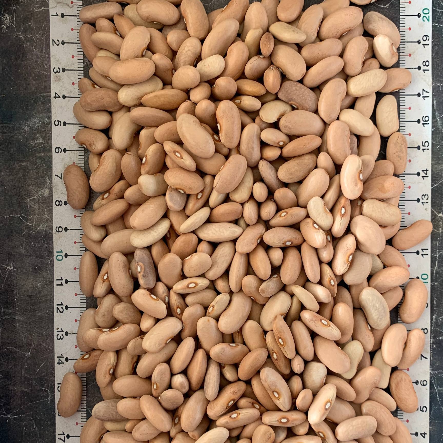 لوبیا رشتی دستچین گیتی