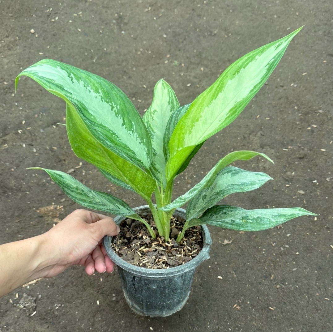 اگلونما فرانسوی کاشته شده در سطل 3