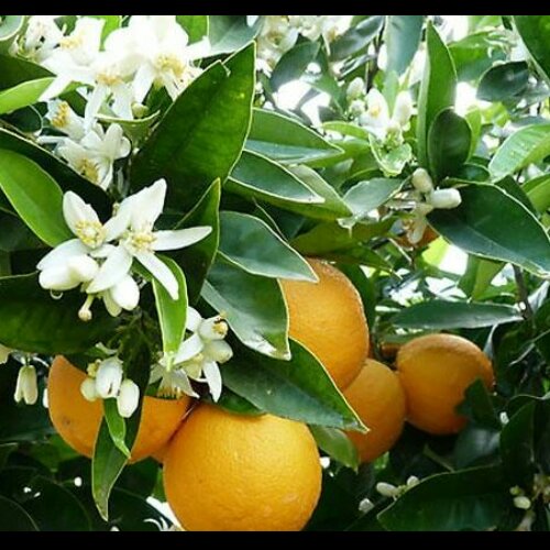 عسل مرکبات (بهار نارنج) شمال خام دیابتی مهرگان ایران ( 950گرم )