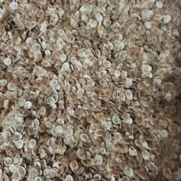 گلپر کوهی ارگانیک 200 گرمی