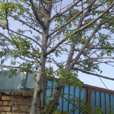 پاندا چوب