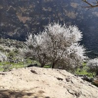خانم رزمی