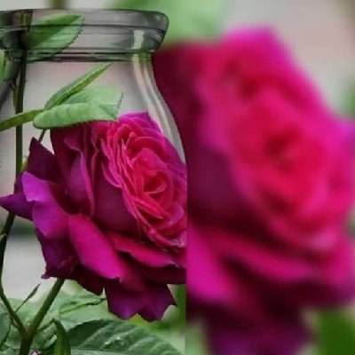 دهقانی