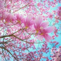H, jahangir