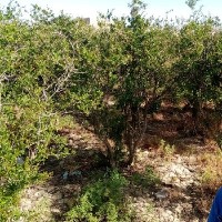 آقای خلیلی